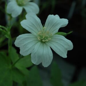 Geranium nodosum white