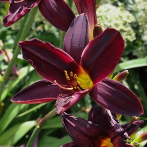 Hem american dark