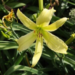 Hem lady fingers