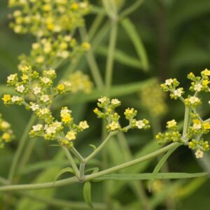 Patrina punctiflora
