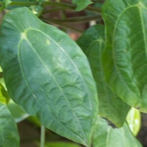 Pilea