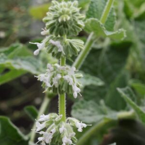 Salvia vert alba