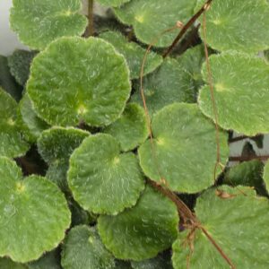 Saxifrage little piggy