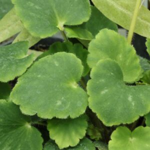 Saxifrage precious piggy