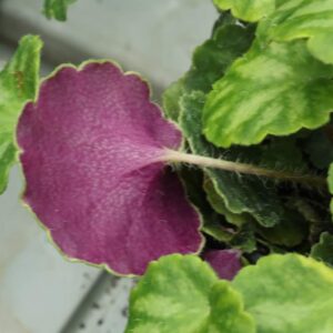 Saxifrage purple piggy