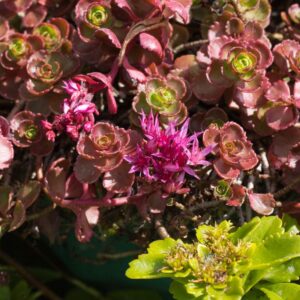 Sedum dragon