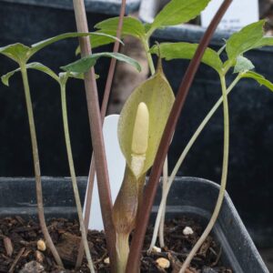 Typhonium horsfedii