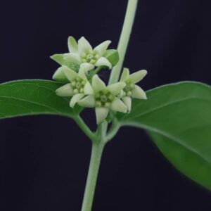Vincitoxicum hirundinaria
