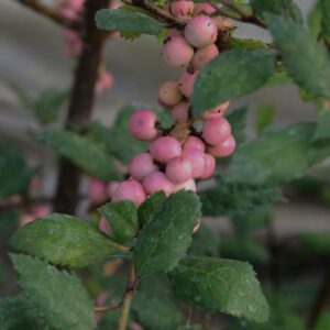 Wineberry