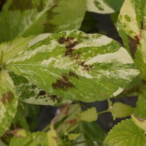 Persicaria paintersp