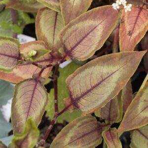 Persicaria silver dragon