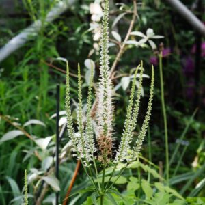 Veronicastrum white