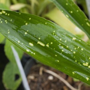 Aspidistra nagoya