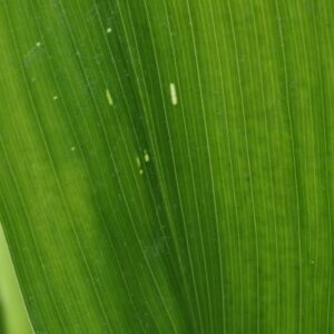 Aspidistra starry night
