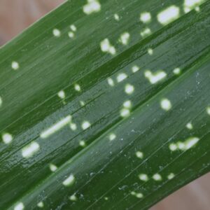 Aspidistra tottaly dotty