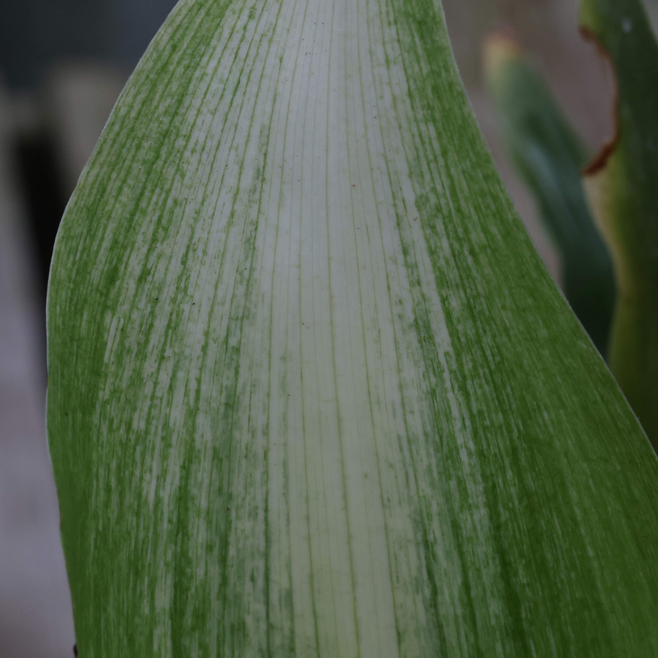 Aspidistra elatior 'Asahi' 2lt | Swines Meadow Farm Nursery