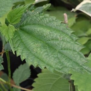 Boehmeria sebold