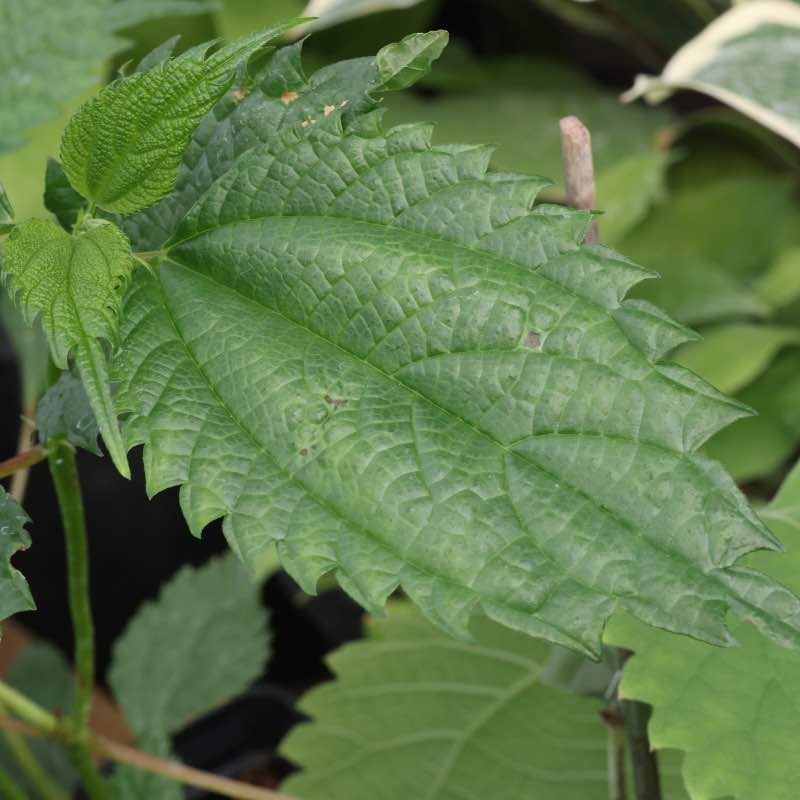 Boehmeria sebold