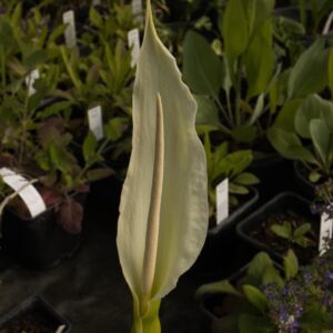 Dracunculus canariensis