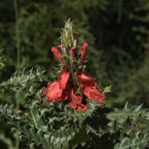 Acanthus sennii