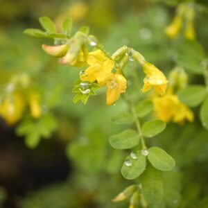 Coronilla glauca
