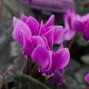 Cyclamen hed