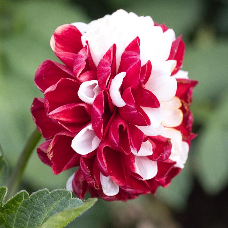 Dahlia York lancaster