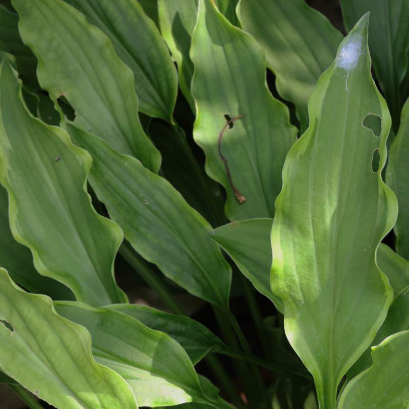 Hosta electrocution