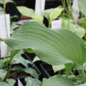 Hosta red wine fries