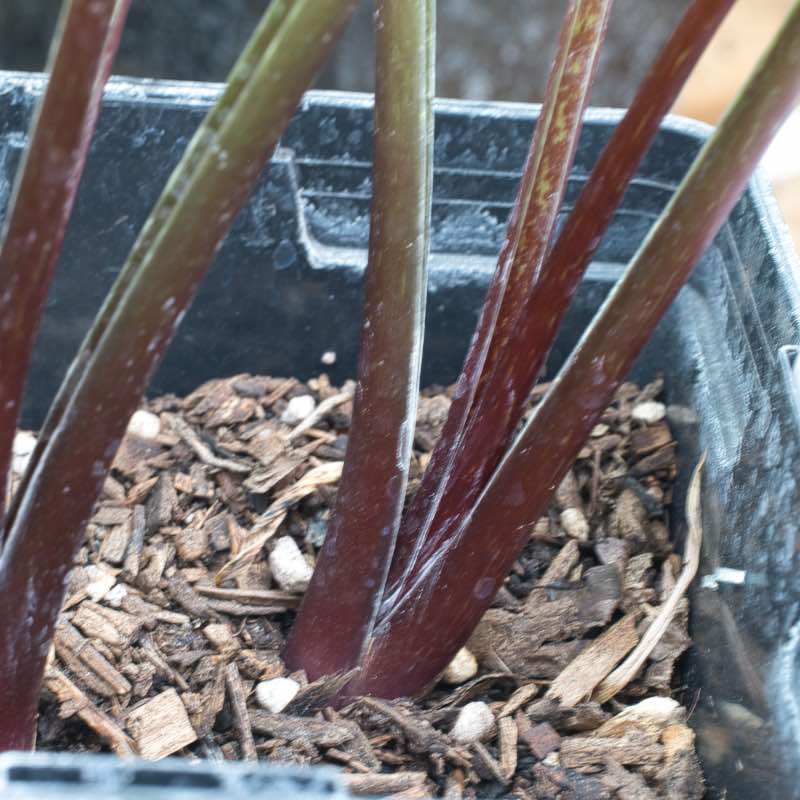 Hosta red wine fries petiole