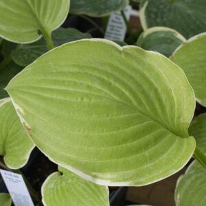 Hosta sea dream