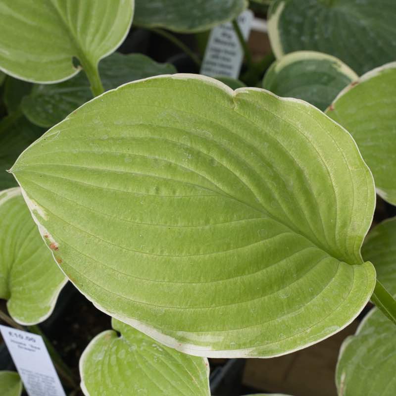 Hosta sea dream