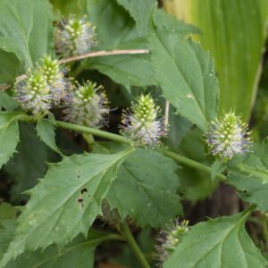 Veronicastrum lat