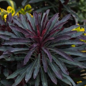 Euphorbia Miners merlot