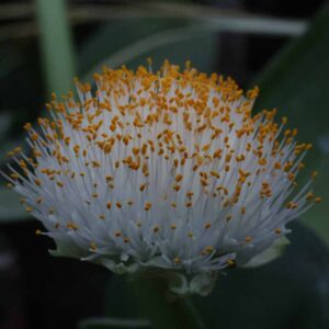 Haemanthus alb