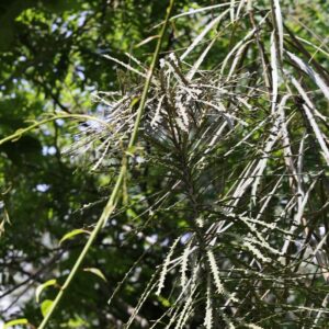Pseudopanax ferox