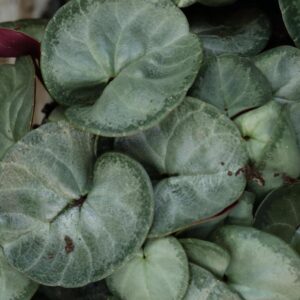 Cyclamen coum silver