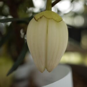 Crinodendron alf r