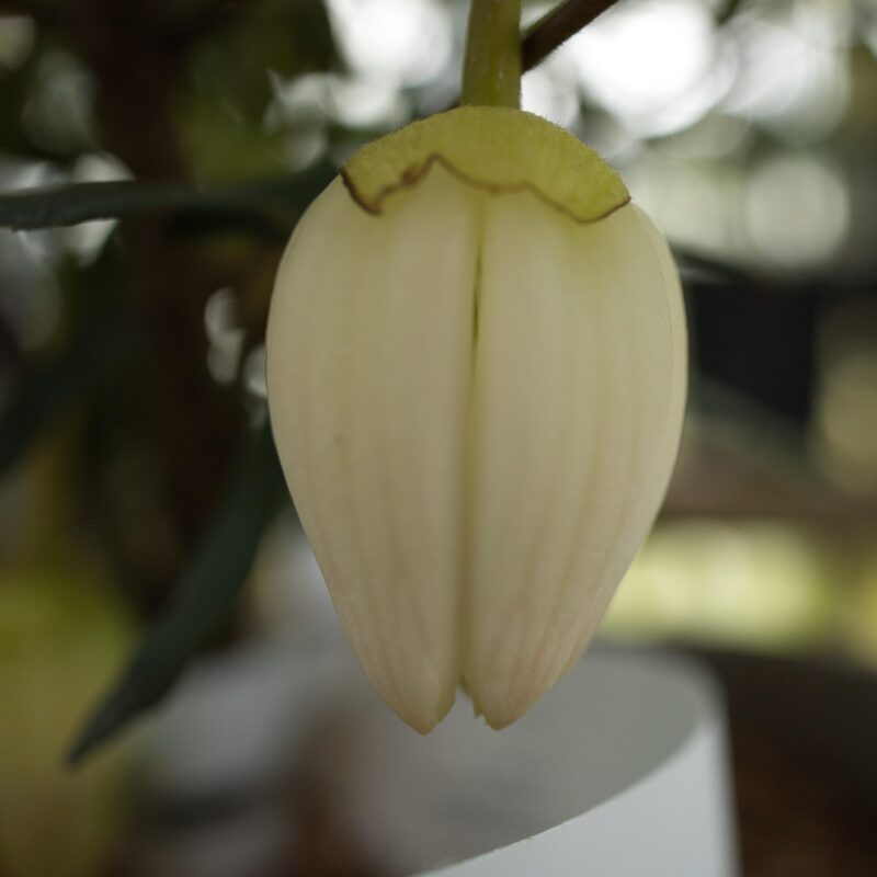 Crinodendron alf r