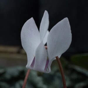Cyclamen h white