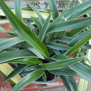 Dianella s Fox