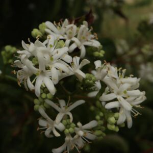Heptacodium