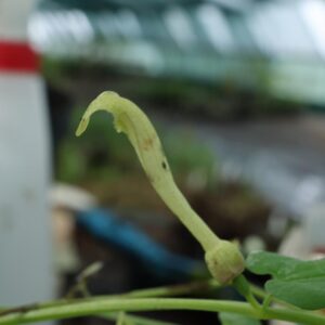 Aristolochia longa