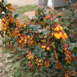 Berberis darwinii