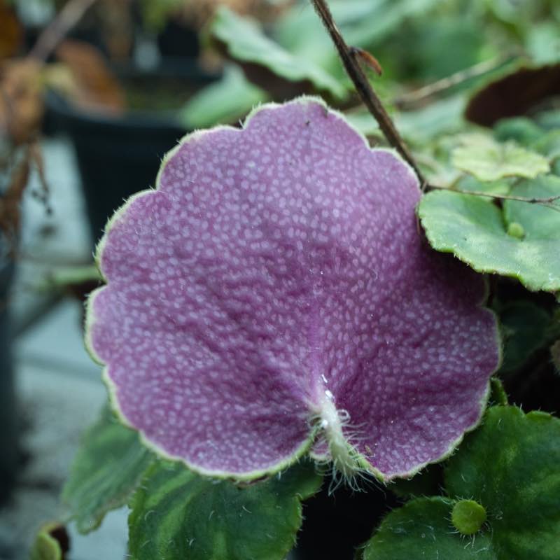 Saxifrage purple piggy under