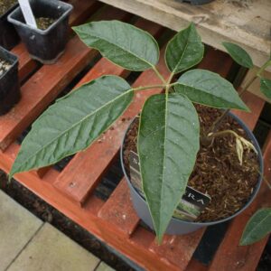 Schefflera davil