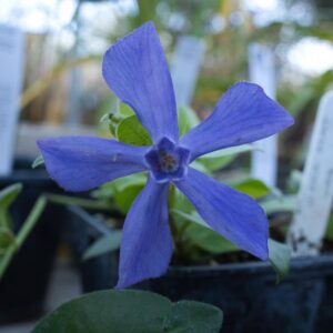Vincaoxylobaa