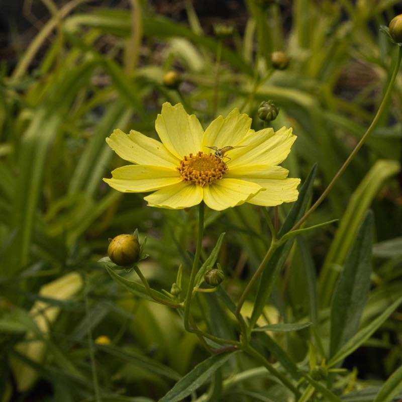 Coreopsis full moon