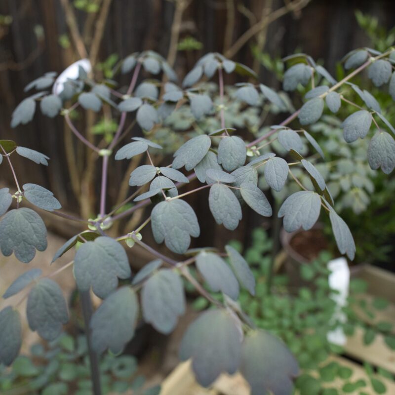Thalictrum g e