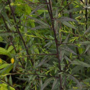 Aster tall dark